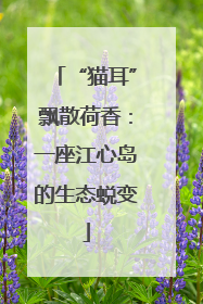 “猫耳”飘散荷香：一座江心岛的生态蜕变