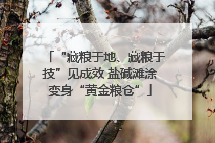 “藏粮于地、藏粮于技”见成效 盐碱滩涂变身“黄金粮仓”