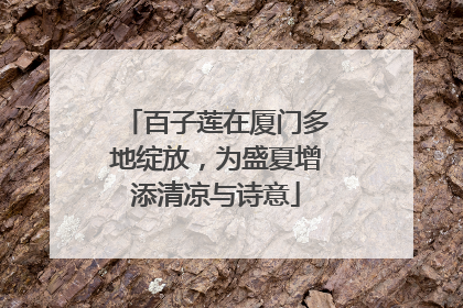百子莲在厦门多地绽放，为盛夏增添清凉与诗意
