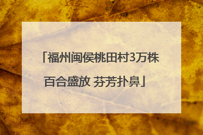 福州闽侯桃田村3万株百合盛放 芬芳扑鼻