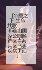 羽翼之下 生命共歌——祁连山国家公园候选区青海片区鸟类观察手记