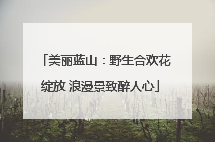美丽蓝山：野生合欢花绽放 浪漫景致醉人心