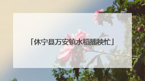 休宁县万安镇水稻插秧忙
