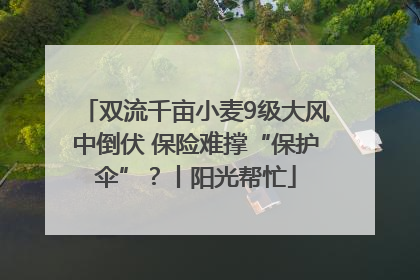 双流千亩小麦9级大风中倒伏 保险难撑“保护伞”？丨阳光帮忙