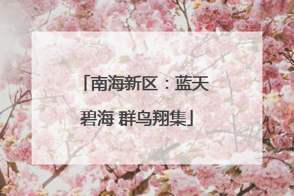 南海新区：蓝天碧海 群鸟翔集