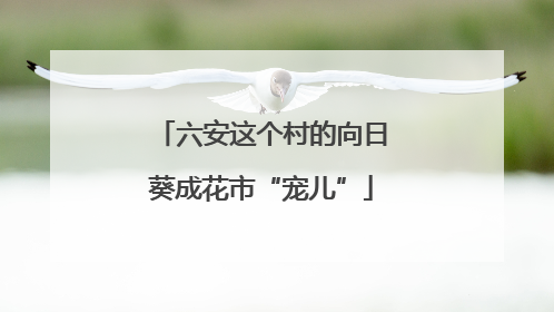 六安这个村的向日葵成花市“宠儿”