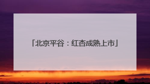 北京平谷：红杏成熟上市