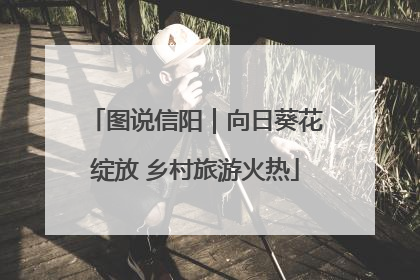 图说信阳｜向日葵花绽放 乡村旅游火热