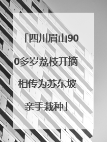 四川眉山900多岁荔枝开摘 相传为苏东坡亲手栽种