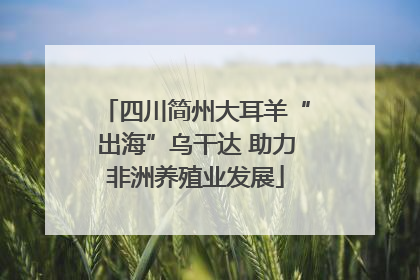 四川简州大耳羊“出海”乌干达 助力非洲养殖业发展