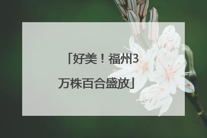 好美！福州3万株百合盛放