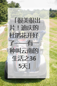很美很出片！迪庆的杜鹃花开好了——有一种叫云南的生活之365天