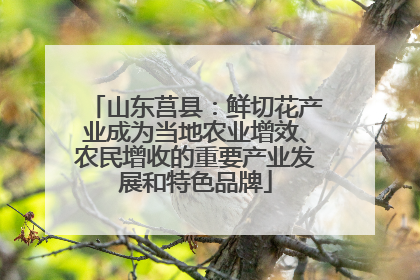 山东莒县：鲜切花产业成为当地农业增效、农民增收的重要产业发展和特色品牌