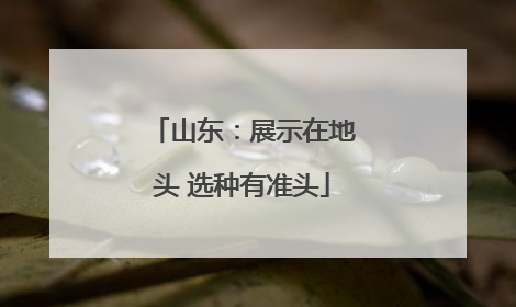 山东：展示在地头 选种有准头