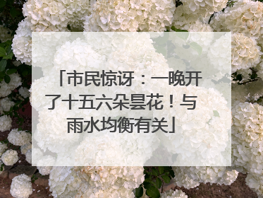 市民惊讶：一晚开了十五六朵昙花！与雨水均衡有关