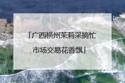 广西横州茉莉采摘忙 市场交易花香飘