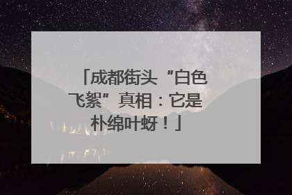 成都街头“白色飞絮”真相：它是朴绵叶蚜！