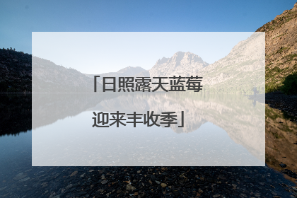 日照露天蓝莓迎来丰收季