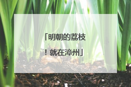 明朝的荔枝！就在漳州