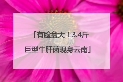 有脸盆大！3.4斤巨型牛肝菌现身云南