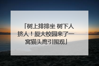 树上排排坐 树下人挤人！厦大校园来了一窝猫头鹰引围观