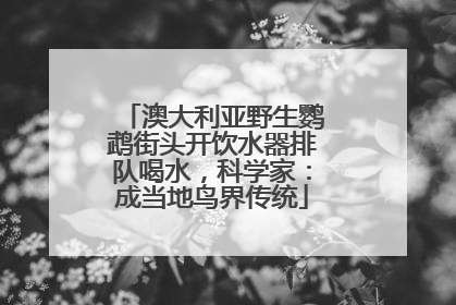 澳大利亚野生鹦鹉街头开饮水器排队喝水，科学家：成当地鸟界传统