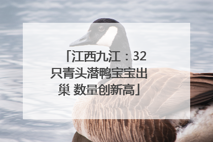 江西九江：32只青头潜鸭宝宝出巢 数量创新高