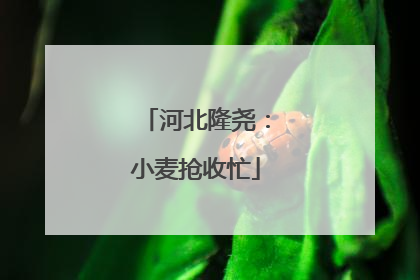 河北隆尧：小麦抢收忙