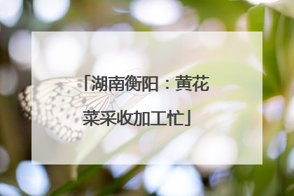 湖南衡阳：黄花菜采收加工忙