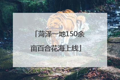菏泽一地150余亩百合花海上线