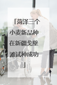 菏泽三个小麦新品种在新疆戈壁滩试种成功