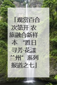 观赏百合次第开 农旅融合新样本 “胜日寻芳·花漾兰州”系列报道之七