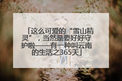这么可爱的“雪山精灵”，当然是要好好守护啦——有一种叫云南的生活之365天