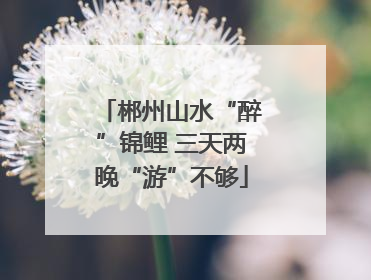 郴州山水“醉”锦鲤 三天两晚“游”不够