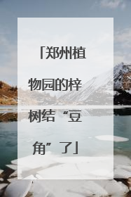 郑州植物园的梓树结“豆角”了