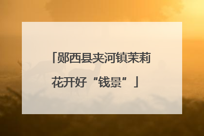 郧西县夹河镇茉莉花开好“钱景”
