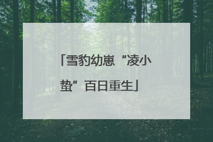 雪豹幼崽“凌小蛰”百日重生