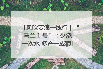 风吹麦浪一线行｜“马兰 1 号”：少浇一次水 多产一成粮