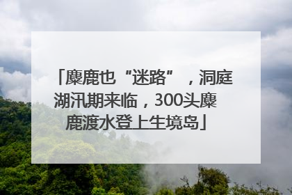麋鹿也“迷路”，洞庭湖汛期来临，300头麋鹿渡水登上生境岛