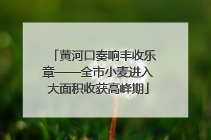 黄河口奏响丰收乐章——全市小麦进入大面积收获高峰期