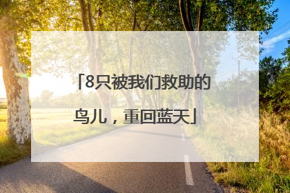 8只被我们救助的鸟儿，重回蓝天